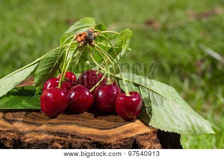 Cherries On Log