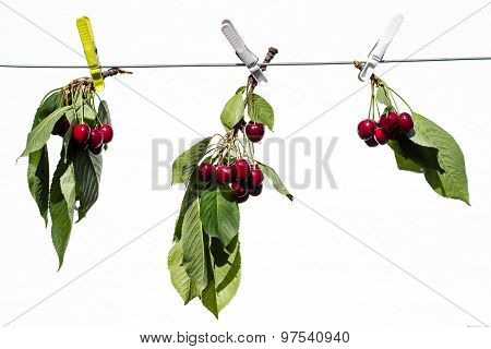 Branches of cherries
