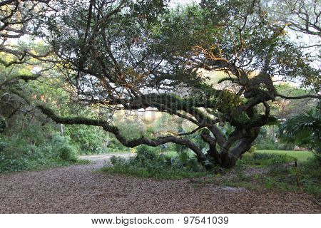 Southern Live Oak
