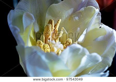 White Tulip Close Up In Sunlight