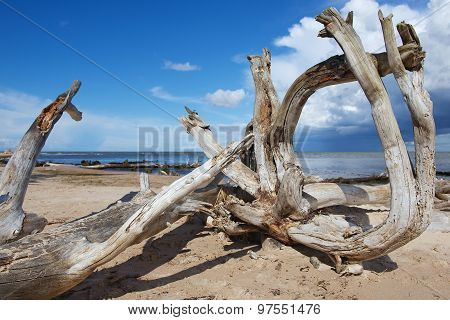 Weathered wood at the sandy beach of the Baltic sea in Koka, Latvia.