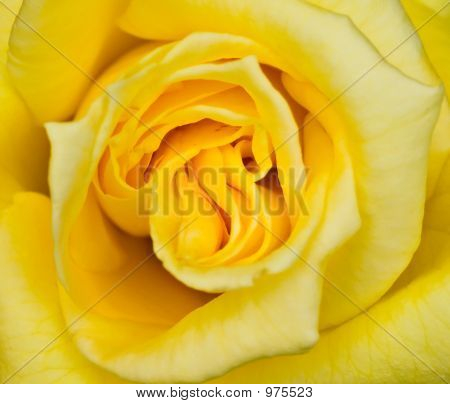 Yellow Rose