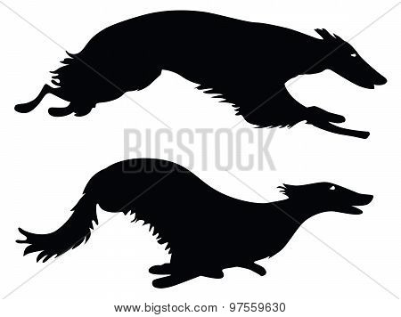 Silhouettes running Russian Borzoi Dogs working dogs