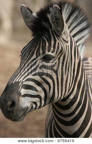 Burchells Zebra