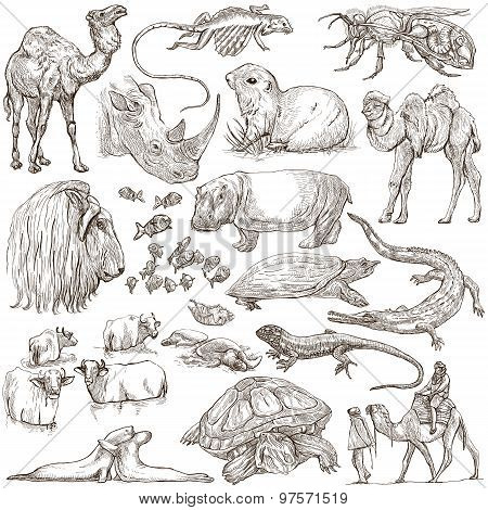 Animals Around The World. Freehand Sketches, Pack