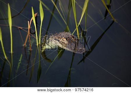 young aligator resting on the lake. On a nature background with green grass