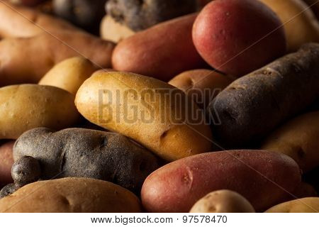 Raw Organic Fingerling Potatoes