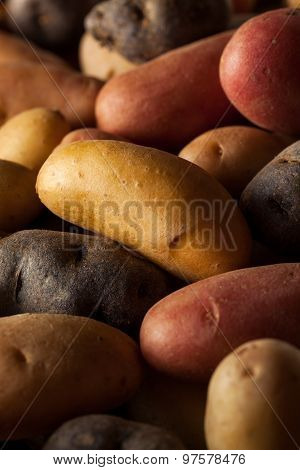 Raw Organic Fingerling Potatoes