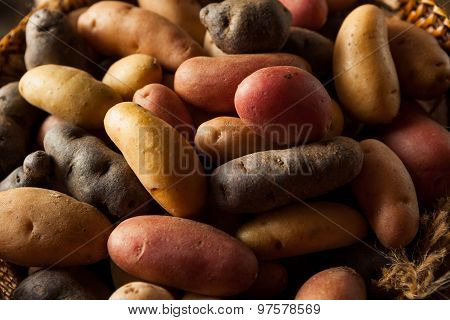Raw Organic Fingerling Potatoes