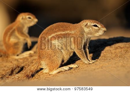 Ground squirrels (Xerus inaurus) in late afternoon light, Kalahari desert, South Africa 