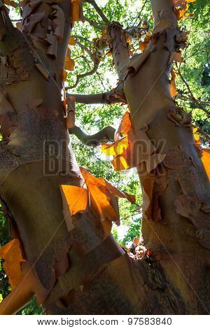 Acer Griseum Chinese Paperbark Maple