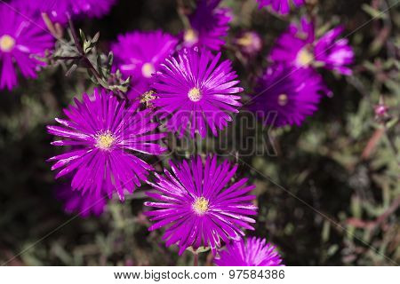 Hardy Ice Plants In A Garden