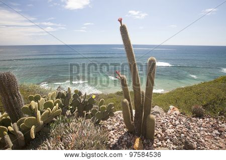 Views Of Encinitas Coast