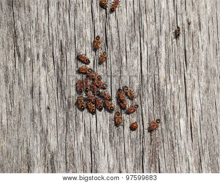 Firebug red insect colony