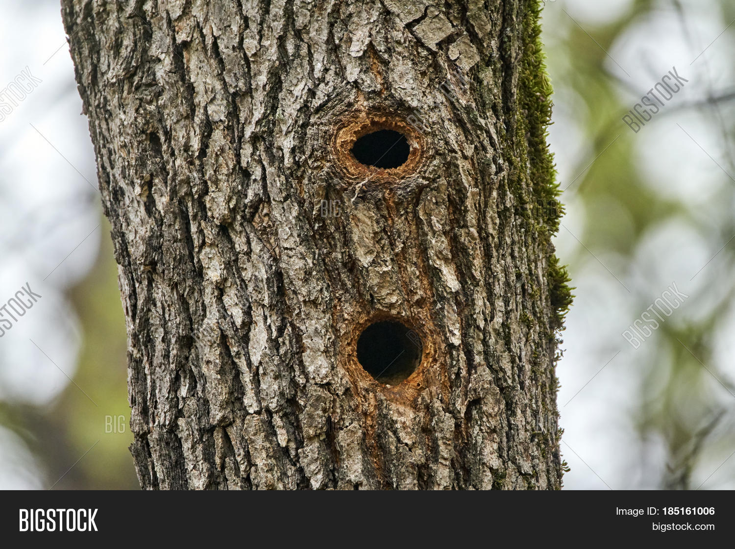 Imagen y foto Woodpecker Nests (prueba gratis) Bigstock