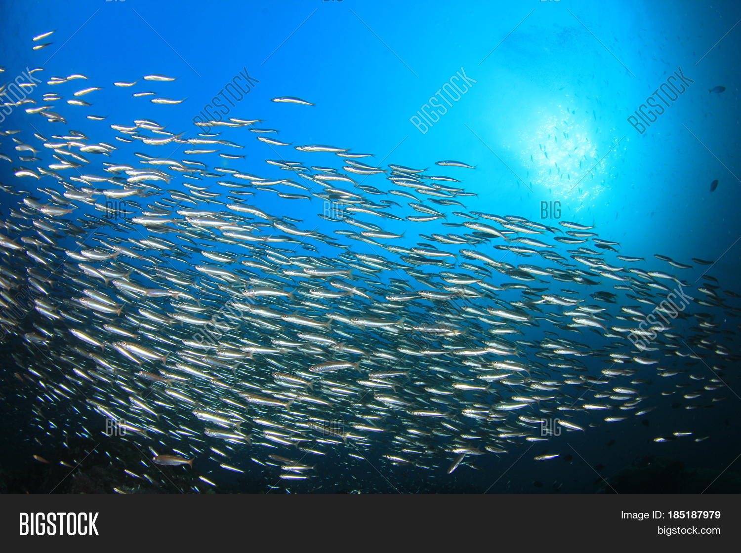 Sardines Fish Image & Photo (Free Trial) Bigstock