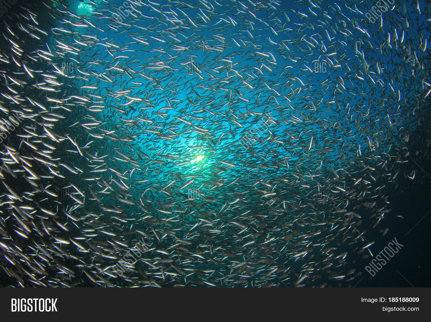 Sardines Fish Image & Photo (Free Trial) Bigstock