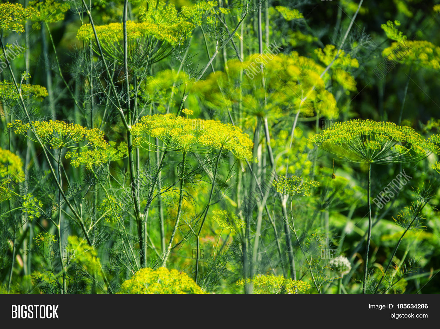 Flowering Green Dill Image & Photo (Free Trial) Bigstock