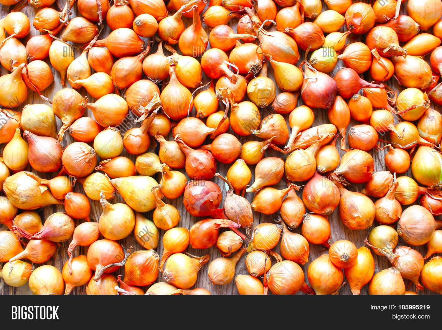 Harvest Onion. Drying Image & Photo (Free Trial) Bigstock