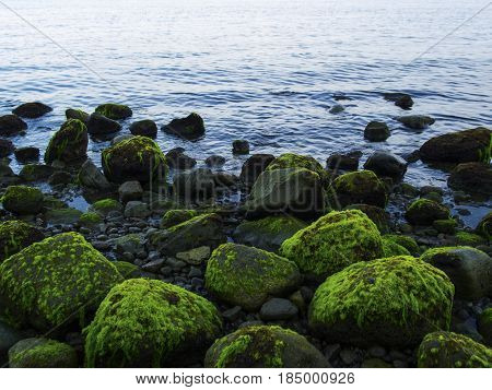 Sea shore with blue water and rippled water. Mossy stones on volcanic beach. Tropical island wild coast. Still sea with sky reflection and water ripples. Exotic island evening. Tropic seaside