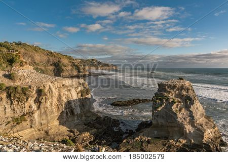 Auckland New Zealand - March 2 2017: Overview of beige-brown rocks populated by gannet colony at Muriwai Beach. Tasman Sea as back under evening blue sky. Many breeding birds.