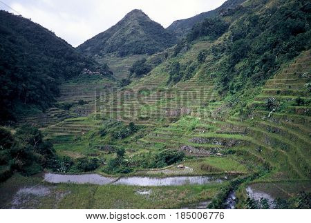 Rice is cultivated in the ancient rice terraces, carved into the mountains, near the city of Banaue, Ifugao Province, in the Philippines.