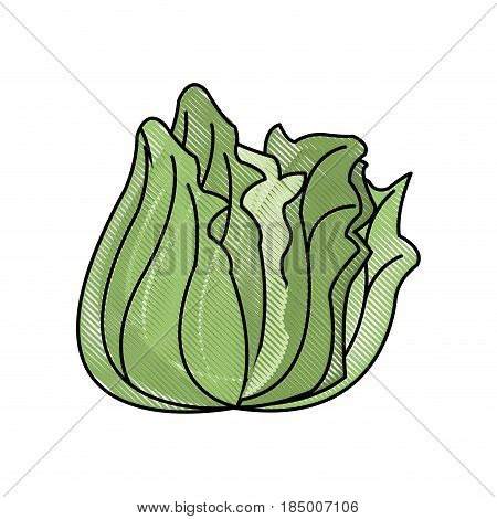 draw lettuce vegetable nutrition vitamin food health vector illustration