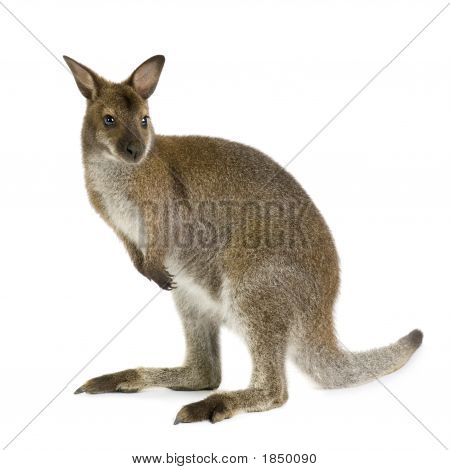 Wallaby delle rocce