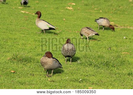 little brown ducks in the country side