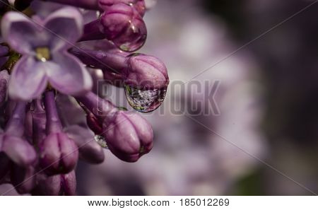 Lilac blooms with rain water forming drops
