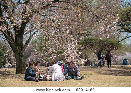 TOKYO JAPAN - APRIL 13 2017 : Many peoples come to enjoy Hanami or picnic as Japanese style in springtime with cherry blossom at Shinjuku Gyoen Park on 13 Apr2017.