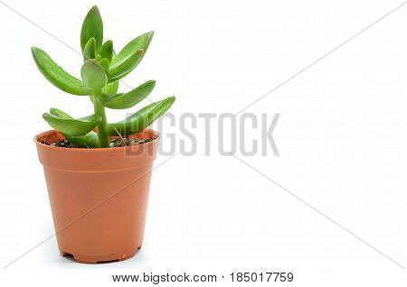 Sedum succulent plant with green fleshy leaves isolated on white