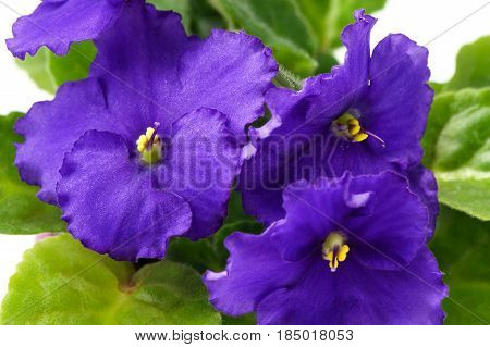 Classic variety of African violet (Saintpaulia ionantha) inflorescence macro shot on white background