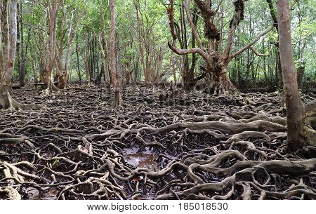 Amazing Tree Roots in the Mangrove Forest of Trat Province, Thailand