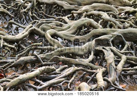 Incredible Mangrove Forest Tree Roots, Trat Province of Thailand
