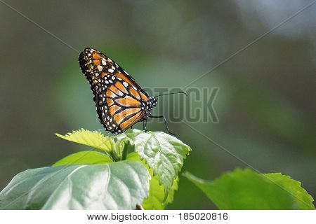 A monarch Butterfly resting on a leaf