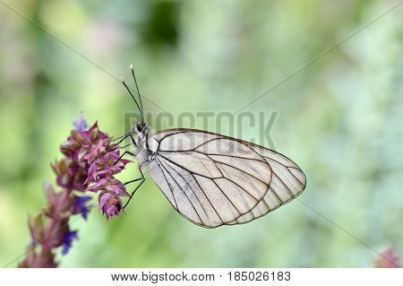 butterfly in natural habitat (aporia crataegi)