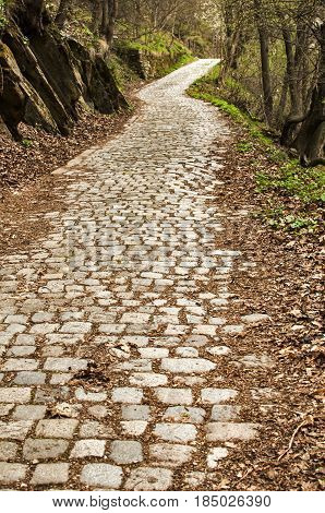 Stone paved mountain road in forest in springtime sunless day