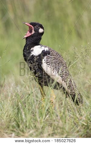 Northern Black Korhaan walking along green grass in bright sunshine