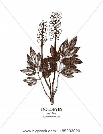 Hand drawn sketch of poisonous plant - Actaea pachypoda.