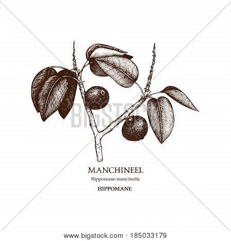 Hand drawn sketch of poisonous plant - Hippomane mancinella. One of the most poisonous trees in the world.