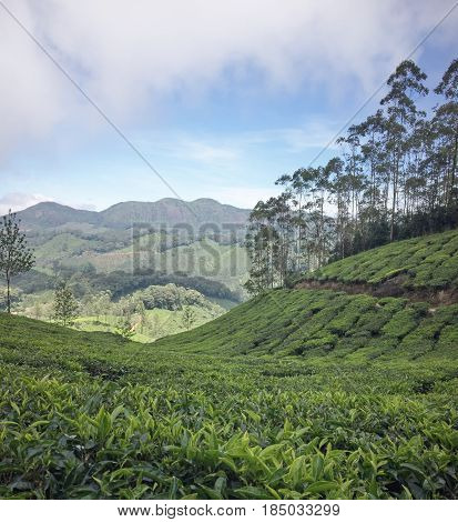 Tea plantations around Munnar tea estate hills in Kerala state Idukki district India