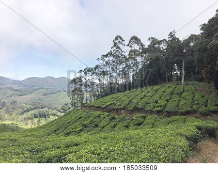 Tea plantations around Munnar tea estate hills in Kerala state Idukki district India