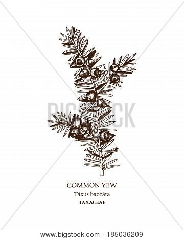 Hand drawn sketch of poisonous plant - Taxus baccata.