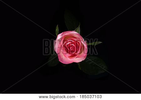 Bird Eye View Of White Rose On Blatsk. Rose In Dark. Element Of Design. Pink Rose On Black Batskgrou