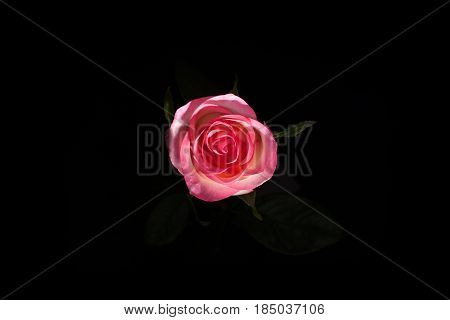 Bird Eye View Of White Rose On Blatsk. Rose In Dark. Element Of Design. Pink Rose On Black Batskgrou