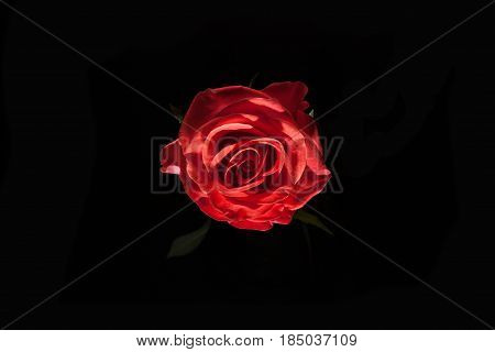 Bird Eye View Of White Rose On Blatsk. Rose In Dark. Element Of Design. Pink Rose On Black Batskgrou