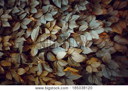 Green Leaf Texture. Leaf Texture Background. The Natural Texture Of The Grass. Autumn Foliage. Wild