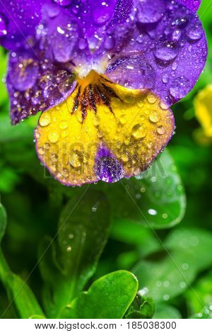 violet flower with water drops. close up macro