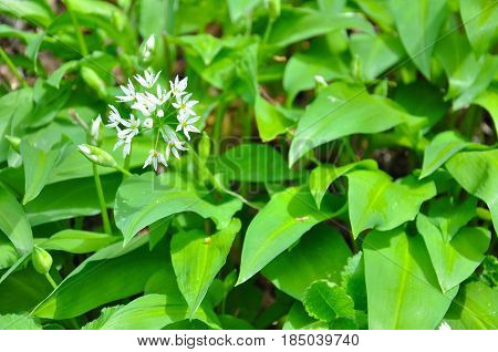Wild garlic ramson or bear garlic growing in forest in spring
